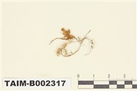 藏品(羽苔屬)的圖片